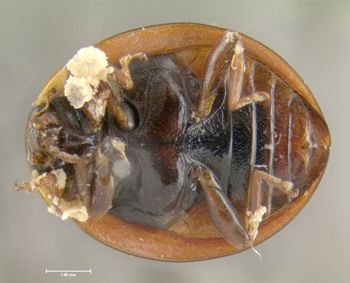 Media type: image;   Entomology 602416 Aspect: habitus ventral view